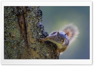 Squirrel On The Tree