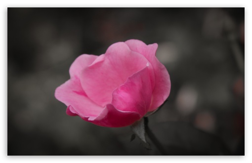 Download Pink Rose UltraHD Wallpaper