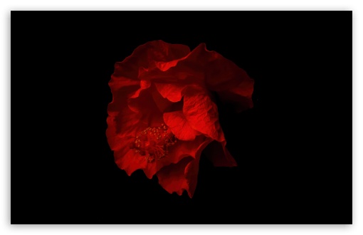 Download Beautiful Red Hibiscus Flower, Black Background UltraHD Wallpaper