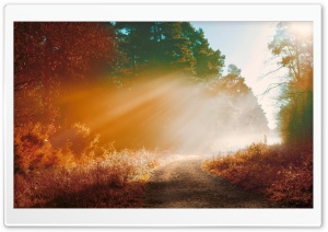 Misty Forest Road, Autumn