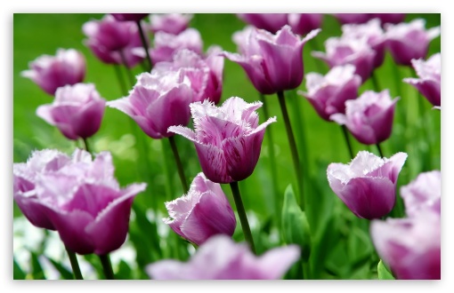 Download Purple Parrot Tulips UltraHD Wallpaper