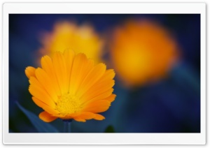 Orange Flowers Close-up