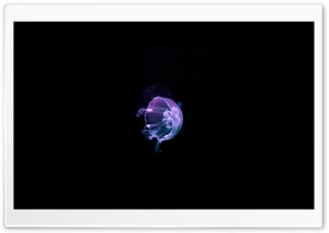 Jellyfish - Deep Blue Sea