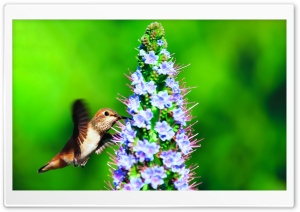 Hummingbird in the Wild