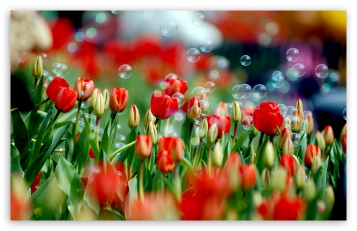 Download Tulips And Bubbles UltraHD Wallpaper
