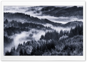 Early Morning Mist, Forest