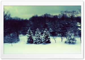 Winter Landscape Three Fir Trees