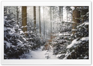 Winter, Coniferous Forest,...