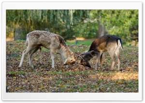 Deer Duel