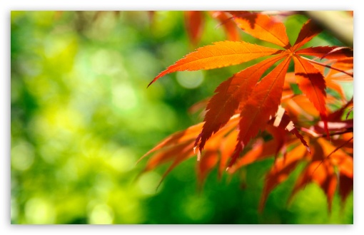 Download Orange Fall Leaves Against A Green Background UltraHD Wallpaper