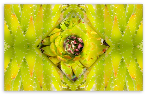 Download Succulent symmetry v2 UltraHD Wallpaper