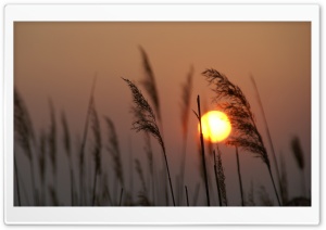 Reed Silhouette at Sunset
