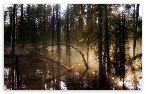 Download Swamp Forest Morning Mist UltraHD Wallpaper