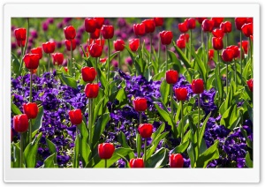 Red Tulips and Irises