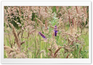 Willow Grass