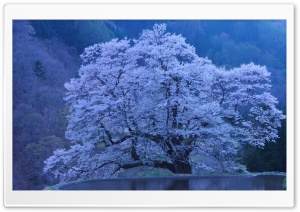 Beautiful Blossomed Tree