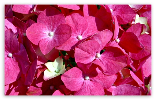 Download Pink Flowers UltraHD Wallpaper