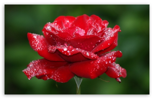 Download Red Rose Flower UltraHD Wallpaper