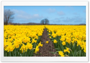 Daffodil Field, Spring in...