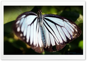 Butterfly in Peace