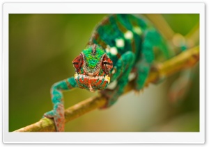 Colorful Chameleon Macro