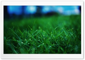 Fresh Grass Close Up