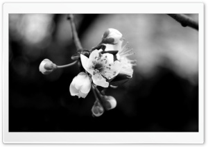 Tree Blossom Monochrome