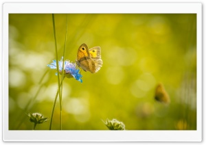 Meadow Butterfly