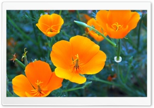 California Poppy Closeup