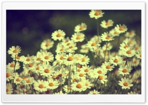 Vintage Daisies Photography