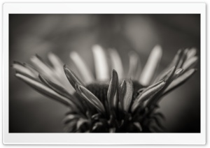 Echinacea Black and White