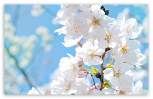 Download White Blossoms UltraHD Wallpaper