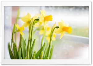 Yellow Daffodils Flowers near...