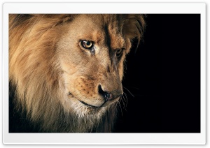 Beautiful Lion Portrait