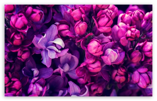 Download Spring Lilacs Flowers UltraHD Wallpaper
