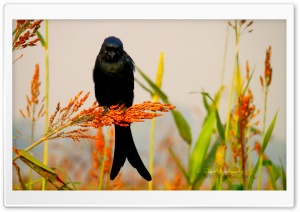 Bird - Shoaib Photography