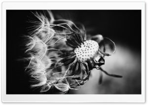 Dandelion Black and White