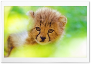 Cheetah Cub Face