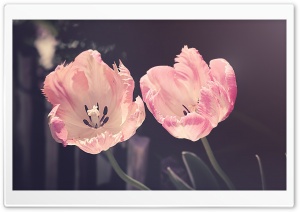 Two Light Pink Tulips Flowers