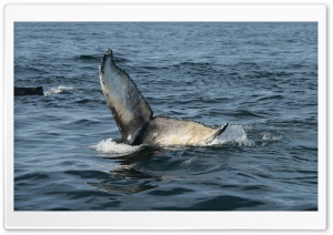 Whale Tail, Brier Island