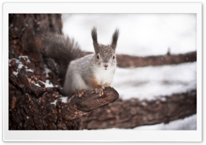 Squirrel Winter