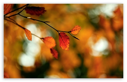 Download Autumn Foliage UltraHD Wallpaper