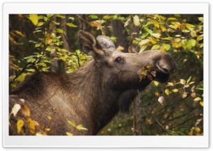 Moose In Fall