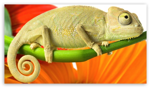 Download Chameleon UltraHD Wallpaper