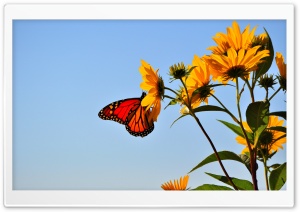 Butterfly - Illinois