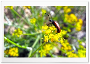 Beetle On A Flower