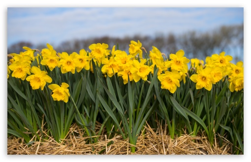 Download Spring Daffodils Flowers UltraHD Wallpaper