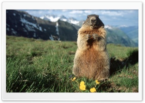Alpine Marmot Hohe Tauern...