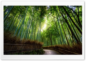 Bamboo Forest, Kyoto, Japan