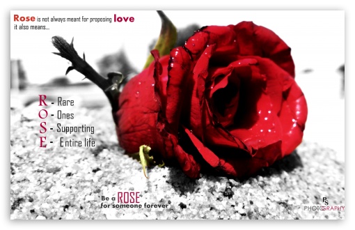 Download Love Rose UltraHD Wallpaper